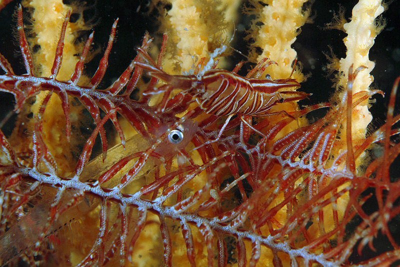 Tra gorgonie e crinoidi (Aphya minuta)